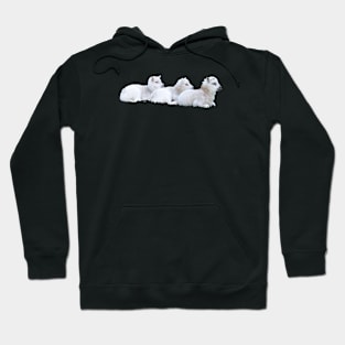 Sheep lambs 3 / Swiss Artwork Photography Hoodie